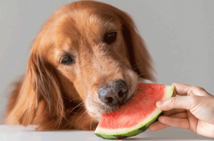 Health benefits of watermelon for dogs