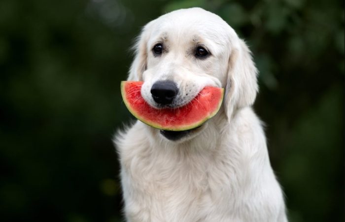 How to feed watermelon to your dog