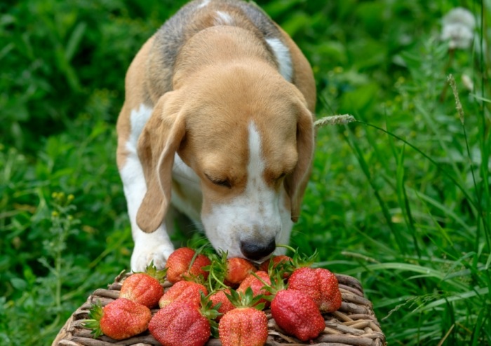 How to Safely Feed Strawberries to Dogsm