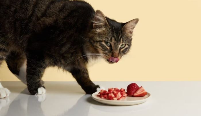 How many strawberries can cats eat?