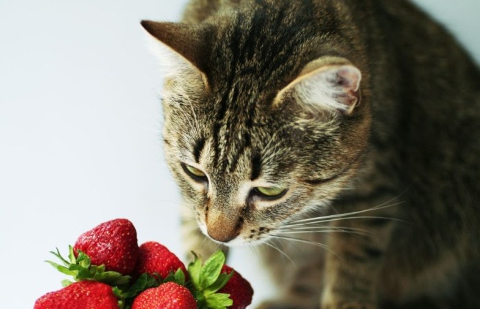 What fruit is cat safe?