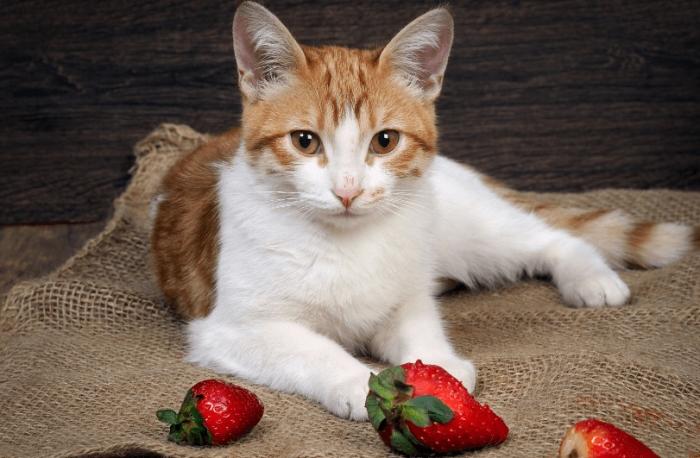 Are strawberries good for cats' health?