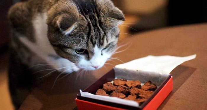 Can cats eat chocolate