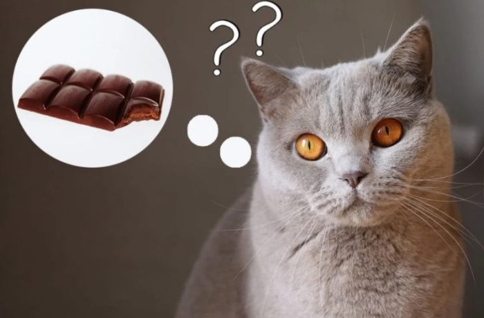 What happens if a cat eats chocolate?